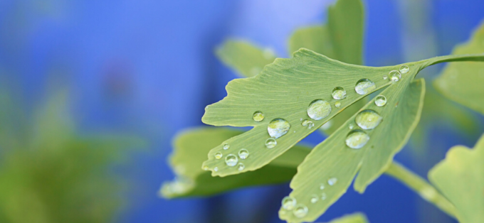 Γκίνγκο Μπιλόμπα: Ιδιότητες, οφέλη, δοσολογία και παρενέργειες